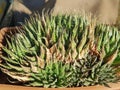 Plants, cactus, desert plants, flower, florist Royalty Free Stock Photo