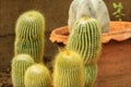 Plants cactus desert Royalty Free Stock Photo