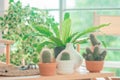 Plants Cactus in a home greenhouse garden