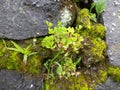 distribution and habitat of small tamarind leaves