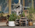 Plants and chairs as part of a florist shop display Whittlesea Victoria Australia Royalty Free Stock Photo