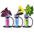 Plants in chemical tubes with different liquid. Incubator for storing herbs. Basil, flower and parsley. Vector