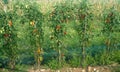 Plants of cherry tomatoes and elongated tomatoes protected by an insect mesh net