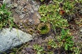 Plants of Chui steppe. Succulents. View from above and stone