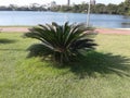 Plants in Cinepolis around Rodrigo de Freitas lagoon Rio de Janeiro Brazil