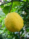 Plants. Citrus limon Royalty Free Stock Photo