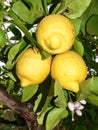 Plants. Citrus limon Royalty Free Stock Photo