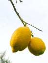 Plants. Citrus limon Royalty Free Stock Photo