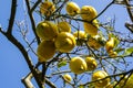 Plants. Citrus limon Royalty Free Stock Photo