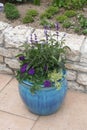 Plants in a clay pot as a decoration of a Mediterranean garden Royalty Free Stock Photo