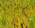 PLANTS- Close Up of Many Beautiful Cattail Plants Royalty Free Stock Photo