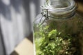 Plants in a closed glass bottle. Terrarium jar small ecosystem