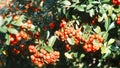 Plants closeup shot in autumn. Ruscus aculeatus Pungitopo