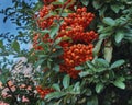 Plants Closeup Shot In Autumn. Ruscus Aculeatus Pungitopo