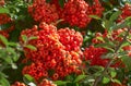 Plants Closeup Shot In Autumn. Ruscus Aculeatus Pungitopo