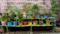 Plants In The Colorful Pots