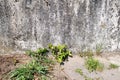 Plants at a concrete wall in geeste emsland germany Royalty Free Stock Photo