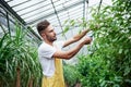 Plants are constantly in need of care. Attractive sylish bearded man works in hothouse