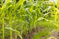 Plants Of Corn Grow In Vegetable Garden In Summertime.