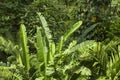 Plants in a Costa Rica gardens