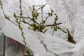 plants covered with agrofilm, protecting trees and bushes from spring frosts, protecting flowering bushes during low temperatures