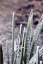 The plants covered with hoarfrost Royalty Free Stock Photo