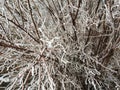 Plants covered with ice. Winter natural abstract background. Royalty Free Stock Photo