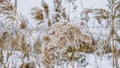 Plants are covered with snow, nature is snowy, spikelets in the snow, beautiful background with nature, landscape, spring snowy Royalty Free Stock Photo