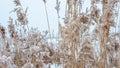 Plants are covered with snow, nature is snowy, spikelets in the snow, beautiful background with nature, landscape, spring snowy Royalty Free Stock Photo