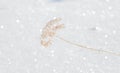 Plants covered with snow, Omsk region