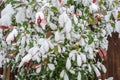 Plants covered in snow