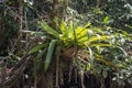 Nature in Ecuador