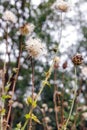 Thistle and Dandelion Plants Royalty Free Stock Photo