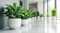 Plants Decorate Office Hallway, Modern Interiors with Greenery and Freshness Royalty Free Stock Photo