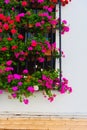 Plants decorationg the front doorr of a house in Cordoba 10 Royalty Free Stock Photo