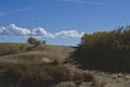 The plants on the desert sand dunes Royalty Free Stock Photo