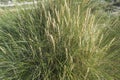 Plants in dunes in summer day at the beach near the Hague in the Netherlands Royalty Free Stock Photo