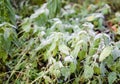 Plants And Early Frosts