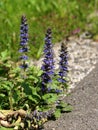 Plants of echium beside the road. Royalty Free Stock Photo