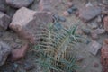 Blepharis attenuata belongs to the genus Blepharis, and the family Acanthaceae. Dahab, South Sinai Governorate, Egypt