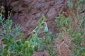 Capparis spinosa, syn. the caper bush, Flinders rose, is a perennial plant that bears rounded, fleshy leaves. Egypt Royalty Free Stock Photo