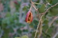 Capparis spinosa, syn. the caper bush, Flinders rose, is a perennial plant that bears rounded, fleshy leaves. Egypt Royalty Free Stock Photo