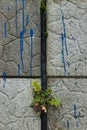 Plants emerging from broken tiles and cement in the wall with blue paint drip of the street closeup power of the nature