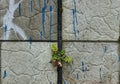 Plants emerging from broken tiles and cement in the wall with blue paint drip of the street closeup power of the nature