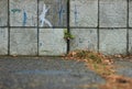 Plants emerging from broken tiles and cement in the wall with blue paint drip of the street closeup power of the nature