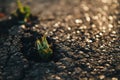 Plants emerging through hard asphalt. Illustrates the force of nature and fantastic achievements.