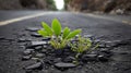 Plants emerging through rock hard asphalt. Illustrates the force of nature and fantastic achievements!