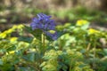 Plants ephemerides. Birthwort (Corydalis solida)