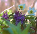 Plants ephemerides. Birthwort (Corydalis solida)