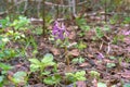 Plants ephemerides. Birthwort (Corydalis solida)